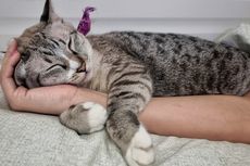 Penyebab Kucing Suka Tidur di Kepala Pemiliknya dan Cara Menghentikan