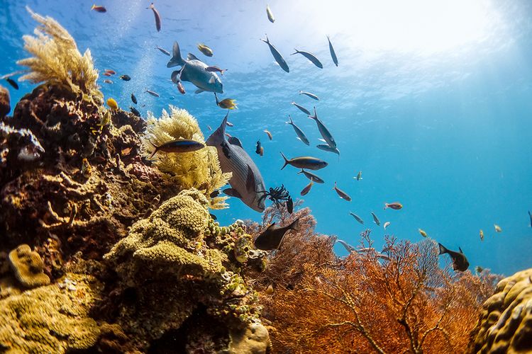 Soal Tambang Nikel, Gubernur: Kami Berharap Destinasi Raja Ampat Bisa Jadi Atensi Pusat