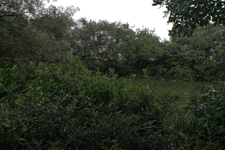 Hutan mangrove di Gunung Anyar Tambak, Surabaya