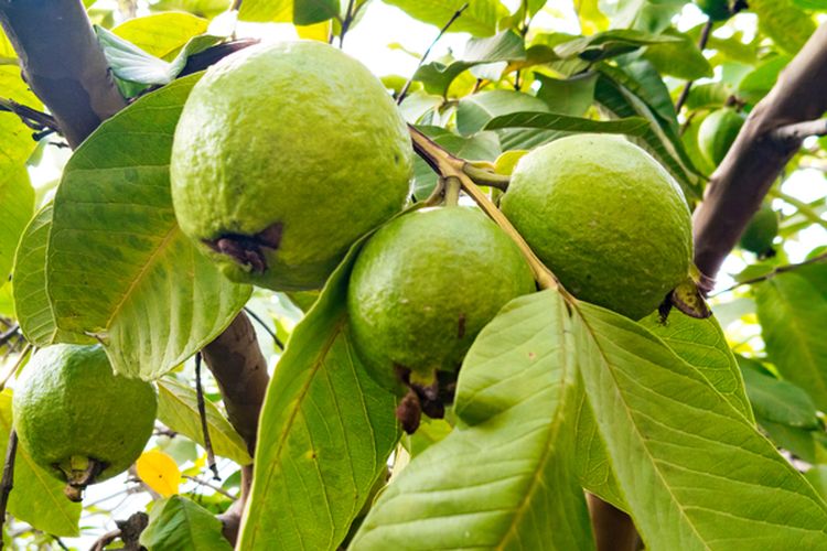 Ilustrasi jambu biji, pohon jambu biji.