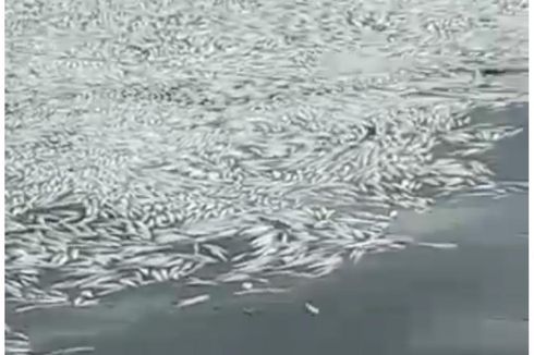 Ratusan Ribu Ikan Bandeng di Semarang Mati, Diduga akibat Limbah