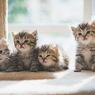 Panduan Merawat Anak Kucing yang Baru Lahir agar Tumbuh Sehat