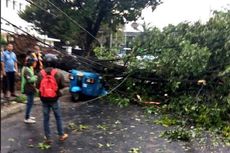 Pohon Tumbang Timpa Motor, Mobil, hingga Bajaj di Gambir