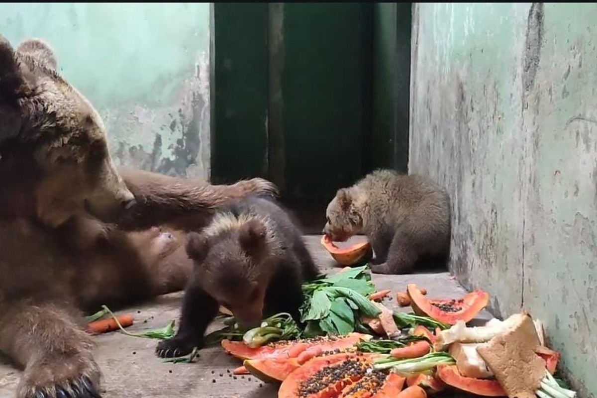 Dua anakan beruang coklat lahir di TSI II Prigen Pasuruan saat ini masih dalam masa karantina guna menjaga kesehatan sebelum nantinya dapat dilihat oleh pengunjung, Selasa (24/9/2024) 