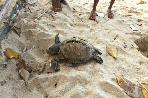 Dua Penyu Ukuran Besar Ditemukan Mati di Pantai Selatan