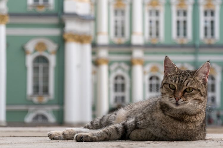 Kucing di Winter Palace di Museum The Hermitage, Saint Petersburg, Rusia. 