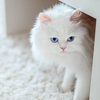 Ilustrasi kucing putih.