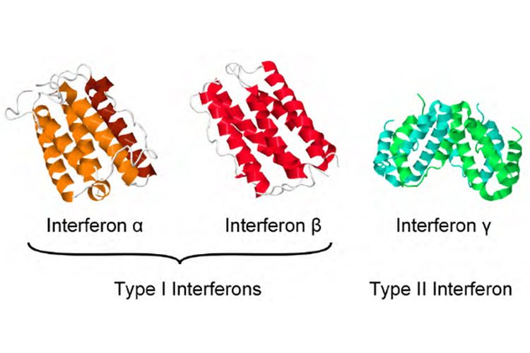 Ilustrasi molekul interferon alfa, interferon beta, dan interferon gamma