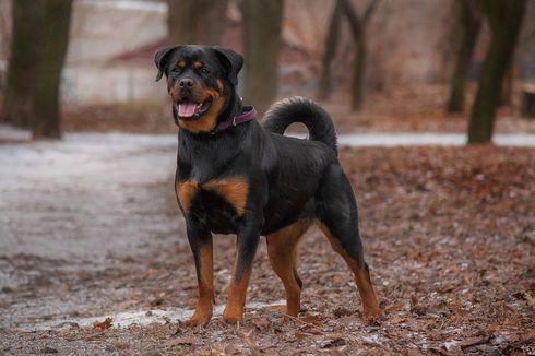 8 Fakta Menarik Anjing Rottweiler, Hampir Punah dan Punya Gigitan Kuat