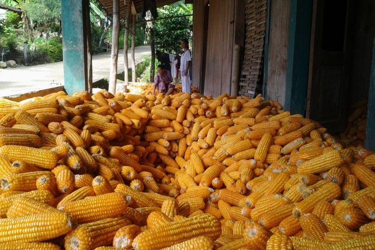 Salah satu petani Jagung Sojomerto Kendal, saat memilah - milah jagung.  KOMPAS.Com /Slamet Priyatin 