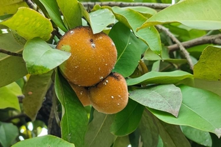 Ilustrasi tanaman buah bisbul