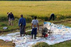 Lahan "Tidur" Belasan Tahun di Kulon Progo Kembali Panen Raya