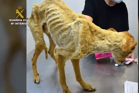 Ditemukan Puluhan Anjing Kurus Kering Terlantar di Peternakan Spanyol
