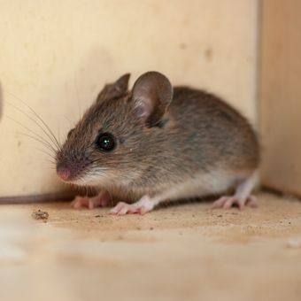Ilustrasi tikus di rumah.