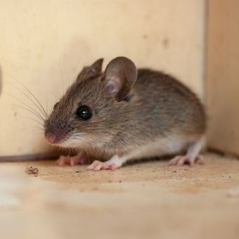 Bau kotoran tikus bisa memancing ular masuk halaman rumah.