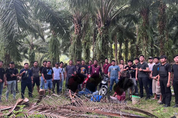 Polres Kaur Gerebek Judi Sabung Ayam di Perkebunan Sawit, Tiga Orang Diringkus