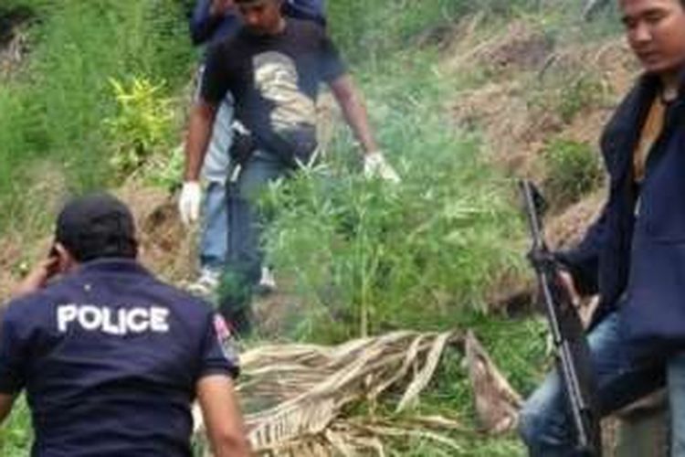 Polisi membakar ladang ganja di Dusun Alue Garot, Sawang, Aceh Utara, Jumat (28/10/2016)