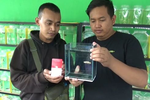 Transaksi Tak Biasa, Pria Ini Barter Emas Batangan dengan Ikan Cupang Jenis Super Gold