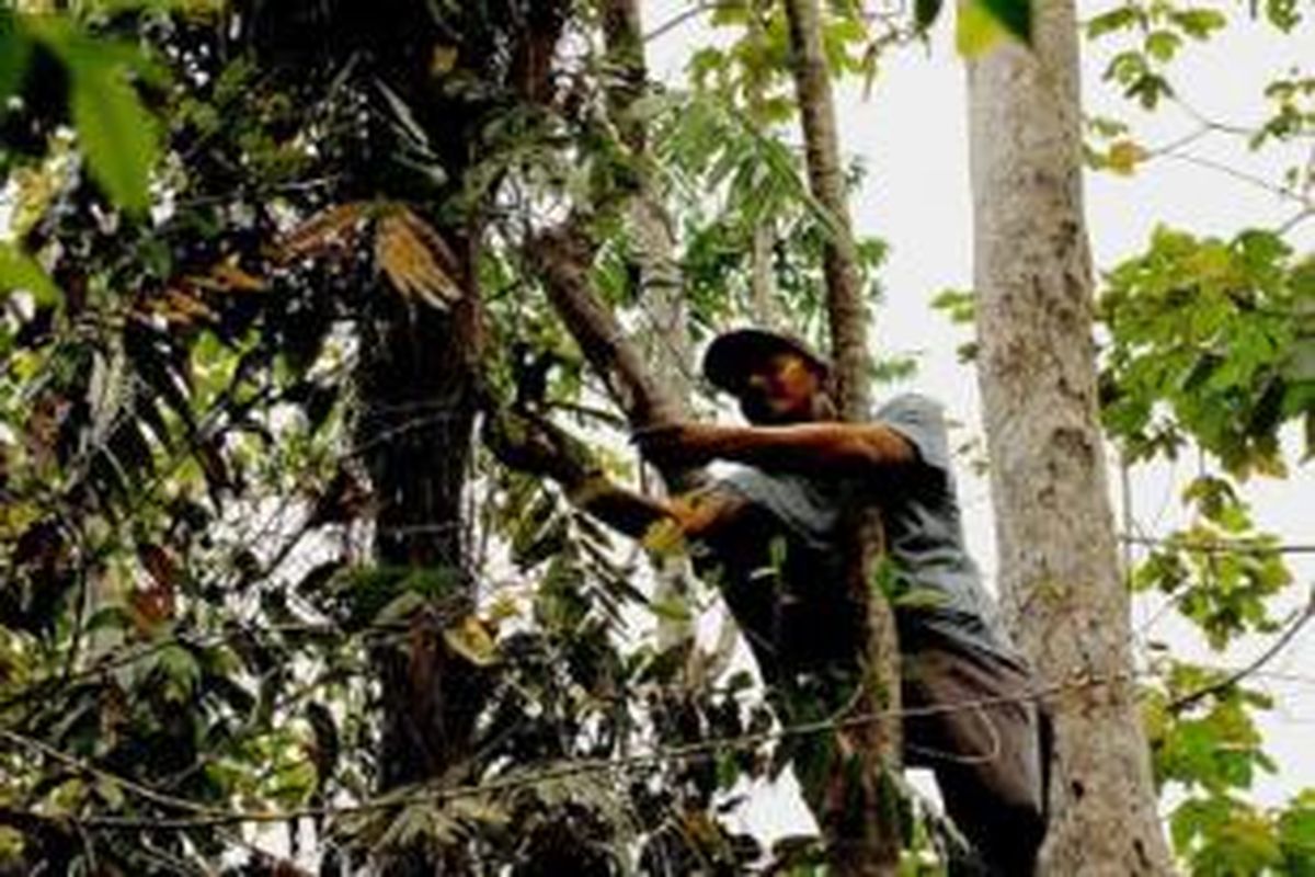 Sejumlah pemuda petani menyisir hutan Pematang Damar di Kecamatan Maro Sebo, Kabupaten Muaro Jambi, Minggu (2/3/2014). Puluhan spesies anggrek telah diselamatkan dari hutan-hutan yang dibuka menjadi perkebunan kelapa sawit untuk ditanam kembali di habitat aslinya seperti di hutan ini.