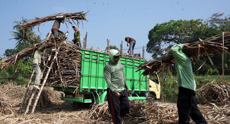 Urgensi Penyesuaian HPP Tebu Petani