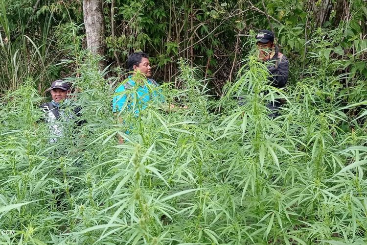 Tanaman ganja yang ditemukan tim gabungan yang terdiri dari Balai Besar TNBTS, Kepolisian Resor Lumajang, TNI, dan perangkat Desa Argosari, Kecamatan Senduro, Kabupaten Lumajang, Jawa Timur pada September 2024 lalu.