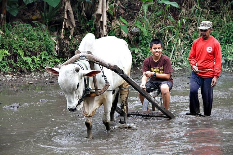 Pengunjung anak-anak berlatih membajak sawah di Desa Wisata Pentingsari.