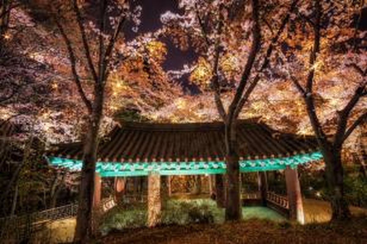 ILUSTRASI - Pagoda khas Korea dengan sakura bermekaran di Gangneung, Gangwon, Korea Selatan