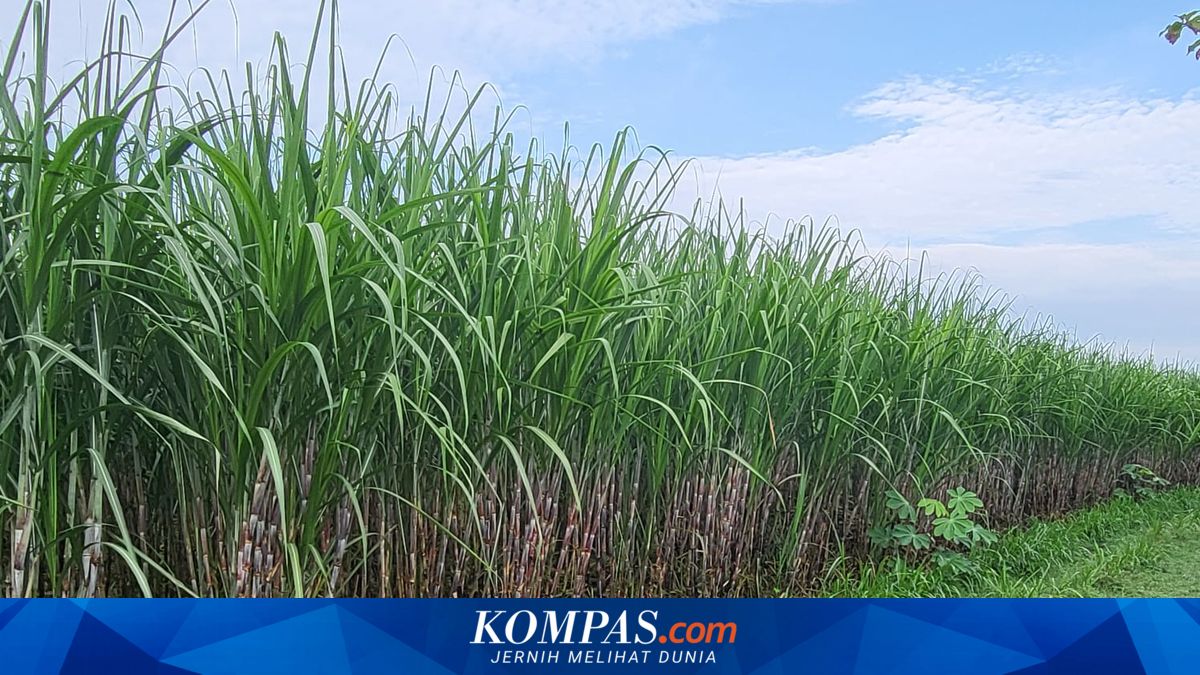 Tebu untuk Siapa: Petani, Gula, atau Energi?