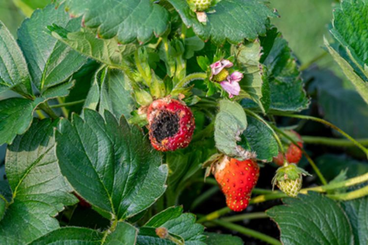 Ilustrasi buah strawberry busuk yang terserang penyakit