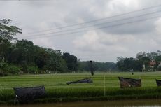 Lahan Pertanian di Kota Semarang Tinggal 1.600 Hektar, Pemerintah Ajak Warga 