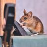 5 Tanda Adanya Tikus di Rumah, Jangan Abai