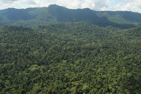 11 Hektar Hutan Lindung Gunung Bawang Rusak akibat Pembalakan Liar