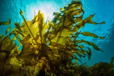 Rumput Laut Bisa Dijadikan Energi Alternatif 