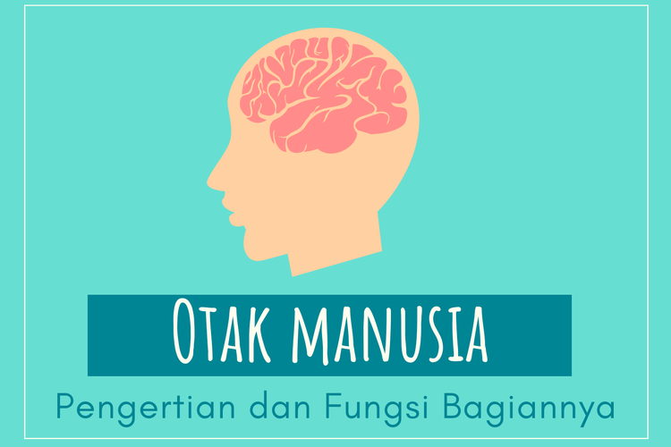 Otak Manusia: Pengertian Dan Fungsi Bagiannya