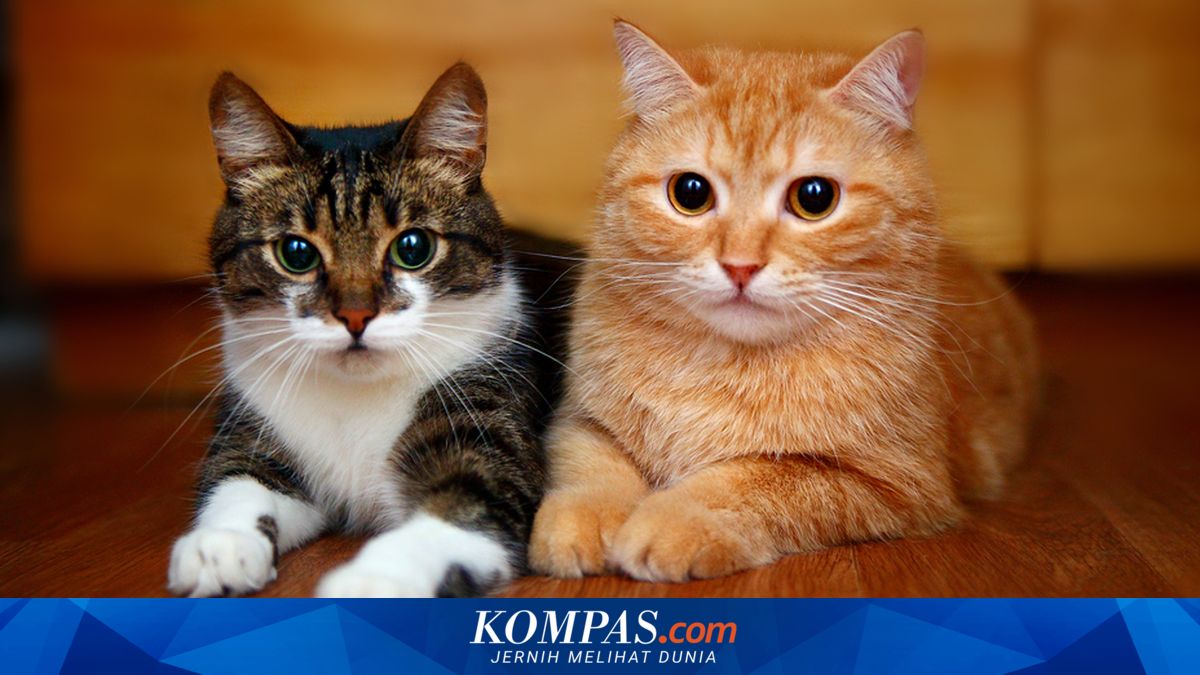 7 Ras Kucing Peliharaan Paling Pintar