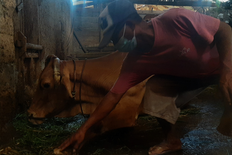 Warga menunjukkan luka pada bagian kuku sapi miliknya, Senin (9/5/2022)