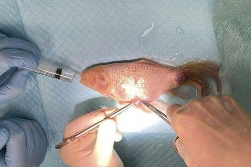 Ikan Mas Berusia 16 Tahun Jalani Operasi Besar akibat Bejolan di Perutnya