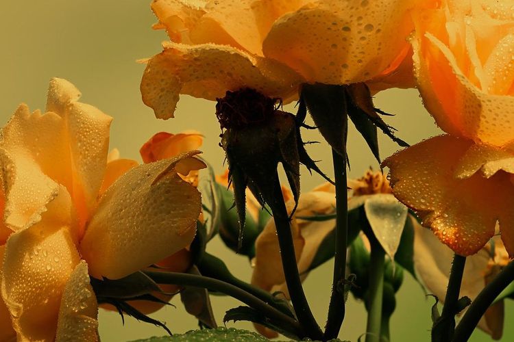 Ilustrasi bunga mawar kuning. 