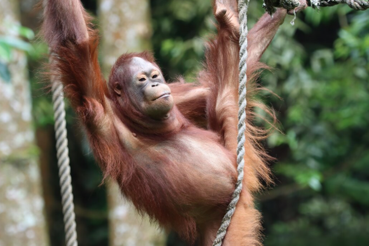 Orangutan