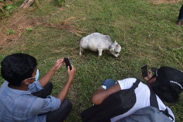 Pemilik Rani telah mengajukan permohonan ke Guinness Book of Records untuk menyatakannya sebagai sapi terkecil di dunia