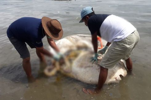 Bangkai Ikan Mola yang Terdampar di Teluk Ambon Dikubur di Tepi Pantai 
