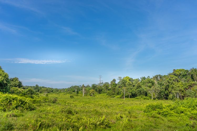 Lanskap Taman Nasional Tesso Nilo di Kabupaten Pelalawan, Provinsi Riau. Terbaru, Balai TNTN menangkap 9 pelaku perambahan taman nasional.