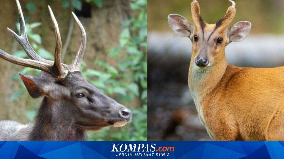 Pakar IPB Jelaskan Perbedaan Morfologis antara Kijang dan Rusa
