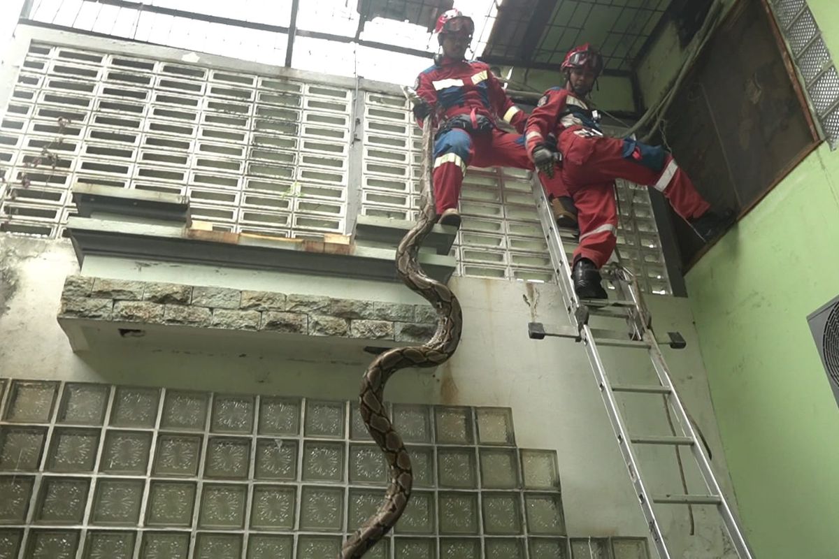 Petugas pemadam kebakaran tengah mengevakuasi ular sanca sepanjang 5 meter di salah satu rumah warga yang berlokasi di Jalan Danau Agung 4, Blok E8 RT 005/RW 16, Sunter Agung, Tanjung Priok, Jakarta Utara pada Kamis (11/5/2023). 