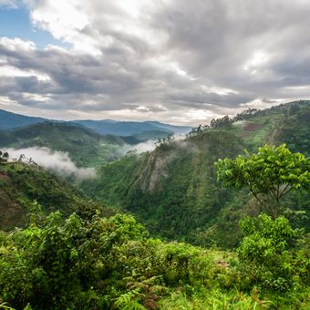 Hutan tropis di Taman Nasional Bwindi Impenetrable Forest, di perbatasan Uganda, Kongo dan Rwanda. Afrika disebut dalam KTT Cop26 dapat menyelamatkan dunia dari perubahan iklim.