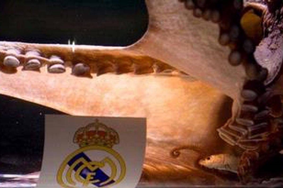 Gurita bernama "Iker" meramalkan Real Madrid memenangkan pertandingan melawan Barcelona di final Copa del Rey, Rabu (20/4/2011). 