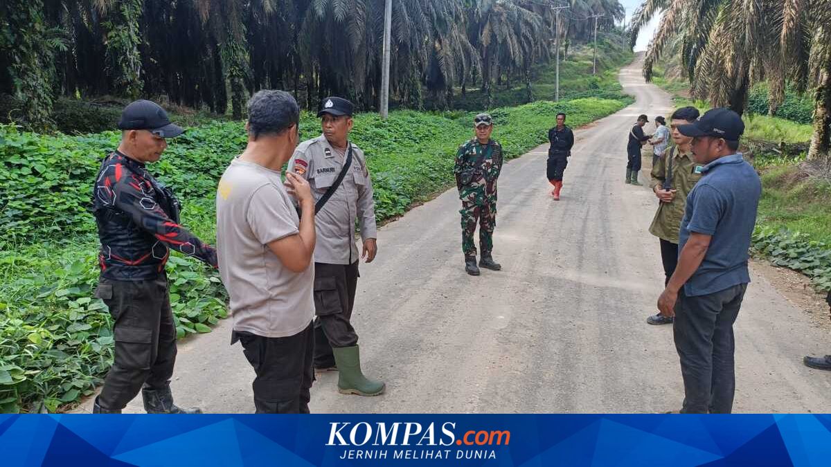 Pergoki Pencuri Sawit, Manajer PT Lonsum Ditabrak Pelaku dengan Mobil hingga Pingsan
