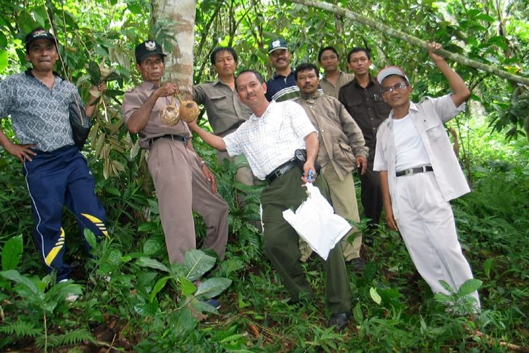 Pada Akhir Februari 2007 Dr. Mohammad Reza Tirtawinata Manager R & D di Taman Buah Mekarsari melakukan eksplorasi durian si gundul di Lombok, Nusa Tenggara Barat.