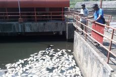 Air Tercemar, Ribuan Ikan di KTH PLTA Timo Kabupaten Semarang Mati