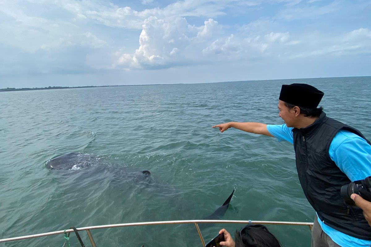 Hiu tutul mulai muncul di perairan Pantai Bentar Kabupaten Probolinggo Jawa Timur. Apa hiu tutul diabadikan melalui kamera Selasa (24/12/2024).